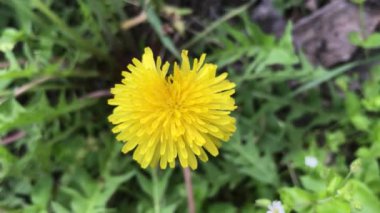 Sarı genç karahindiba. Yaklaş.