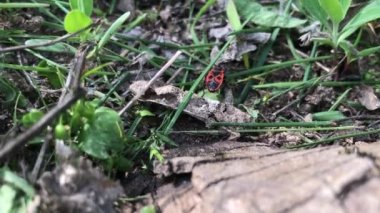 Kırmızı böcek çimenlerde koşar.