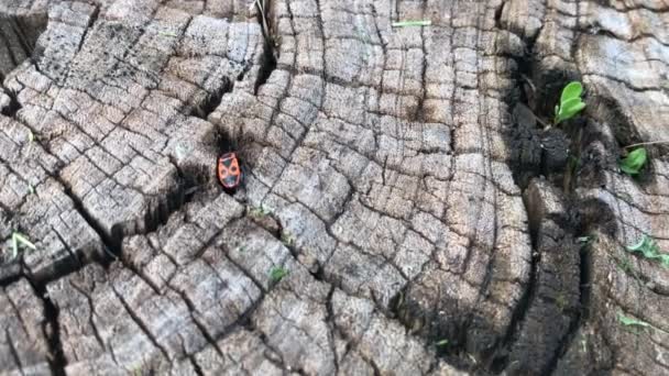 Red Beetle Running Stump — Stok video