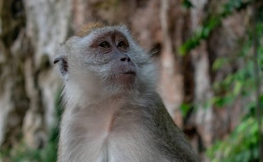 Ormanlardaki dişi maymun