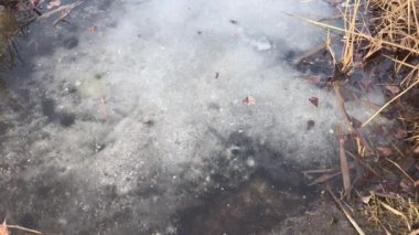 Buzun üzerinde kuru yapraklar yüzüyor.