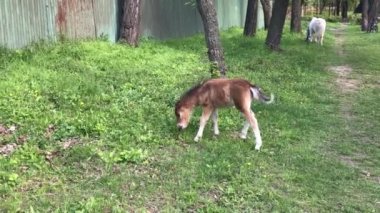 Yavru midilli, annesiyle.