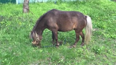 Yavru midilli, annesiyle.