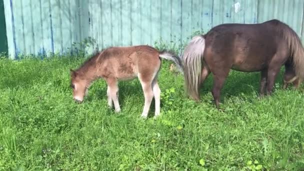 Cub Pony Mother — Stok Video