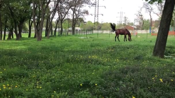 Cavalo Castanho Grama — Vídeo de Stock