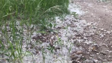 poplar fluff close up slow motion