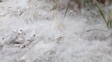 Ants on poplar fluff 