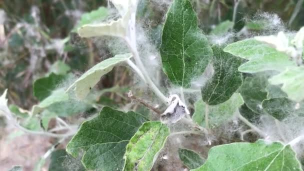 Poplar Fluff Leaves Close — Stock video