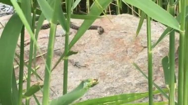 Snake on rock behind reeds