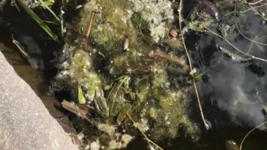 Frog on water plants 