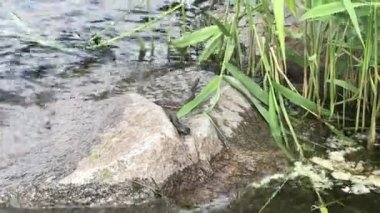 Snake on rock behind reeds