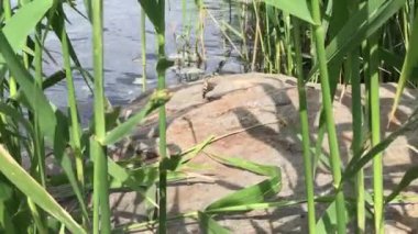 Snake on rock behind reeds