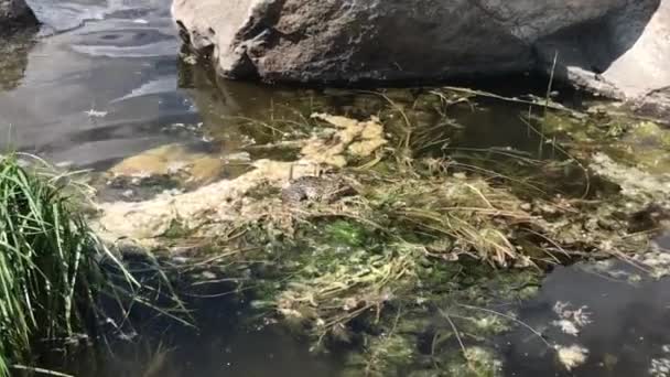 Frog Water Plants — Stockvideo