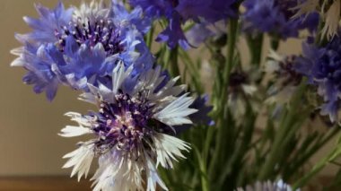 Purple wild flowers in vase changing light 