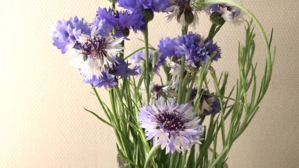 Purple Wild Flowers Vase Changing Light — Wideo stockowe