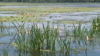 River full of green water plants and duckweed 