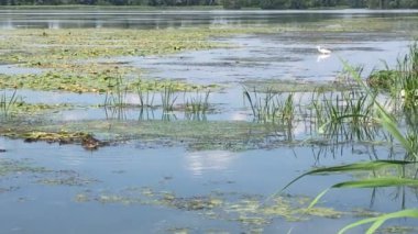 River full of green water plants and duckweed 