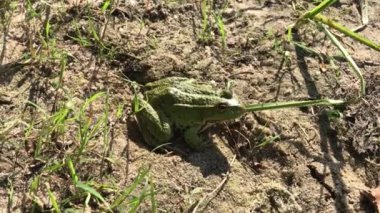 Green frog in water close up