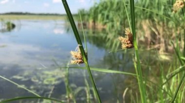 River full of green water plants and duckweed 