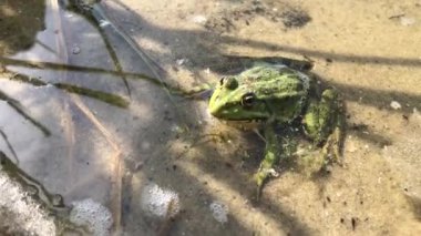 Green frog in water close up