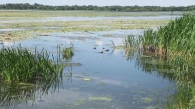 River full of green water plants and duckweed 
