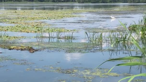 River Full Green Water Plants Duckweed — стоковое видео