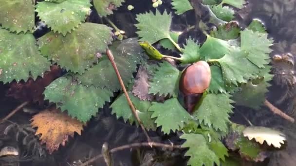 Shell Water Plants — Stock video
