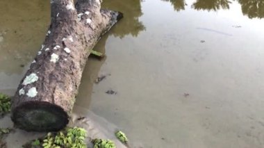 Akşama kumsalda odun at.