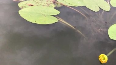 Nehirde çiçek açan nilüferler