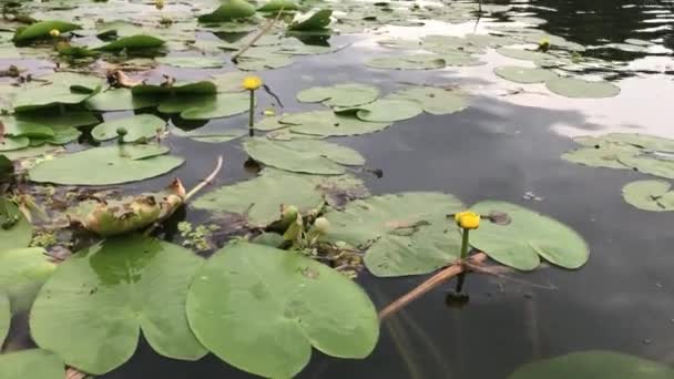 Bunga Bakung Yang Mekar Sungai — Stok Video