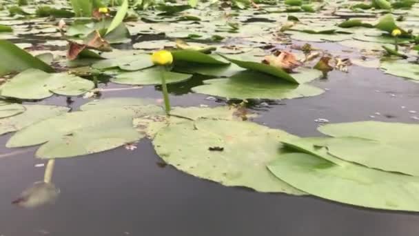 Water Lily Blooming River — Stock Video