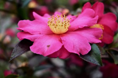 Pembe çiçeğe yaklaş.