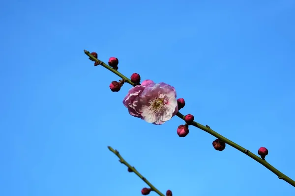 Flores Cerezo Sobre Fondo Azul Cielo —  Fotos de Stock