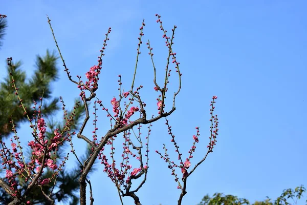 Rami Ciliegio Fioritura Sfondo Cielo Blu — Foto Stock