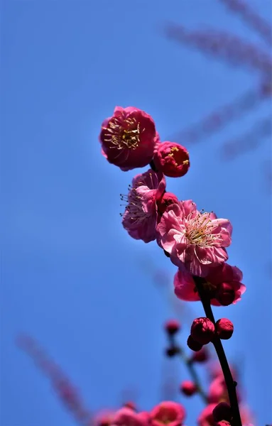 배경에 벚나무 가지들 — 스톡 사진
