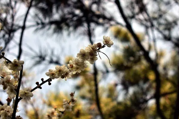 Kirschbaumblüte Aus Nächster Nähe — Stockfoto