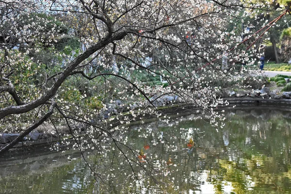 中国の公園の池に桜が咲く — ストック写真