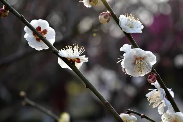 Fiori Ciliegio Bianchi Ramo — Foto Stock