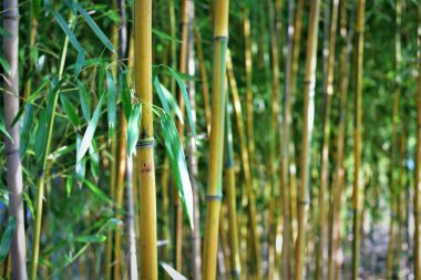 Şangay parkında beyaz fener.