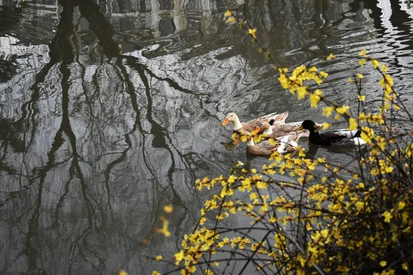 Patos Lago Primavera — Foto de Stock