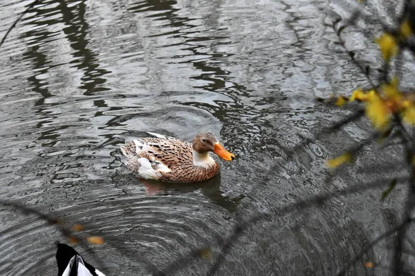 Ducks Lake Spring — Stock Photo, Image