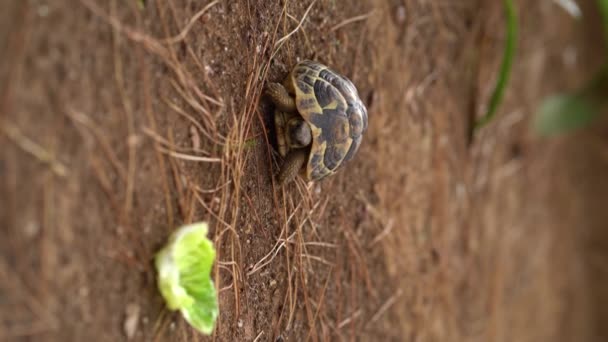 Spornschildkröte Testudo Graeca Läuft Auf Trockenem Terrain Auf Einen Salat — Stockvideo