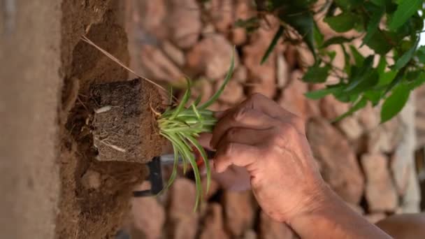 在家庭花园种植叶绿素椰子树的详细照片 垂直录像 — 图库视频影像