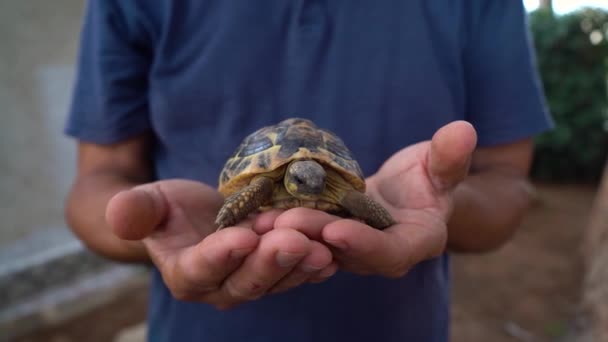 Человек Держит Черепаху Руках Testudo Graeca Вымирающей Черепахи Экологические Проблемы — стоковое видео