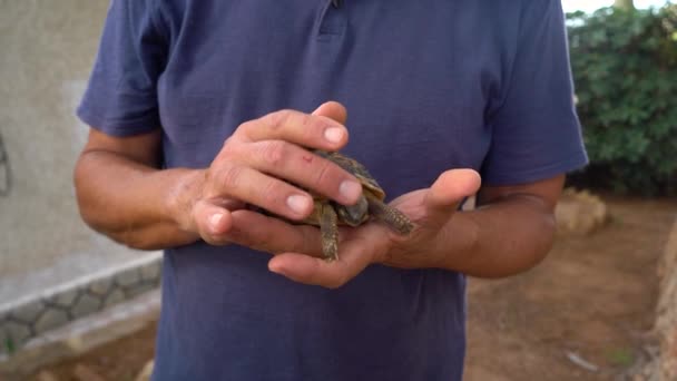 Чоловік Пестить Голову Черепахи Пальцями Тестудо Граєка Загрожує Черепахою Екологічною — стокове відео