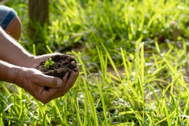 Dünya 'yı ağaç filizi, konsept çevre bakımı ve ekoloji koruması ile tutan eller, sağ tarafta kopyalama alanı
