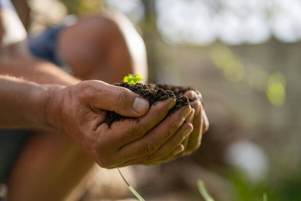 hands of an older man holding a piece of land with a plant, concept of taking care of the planet and reforestation.