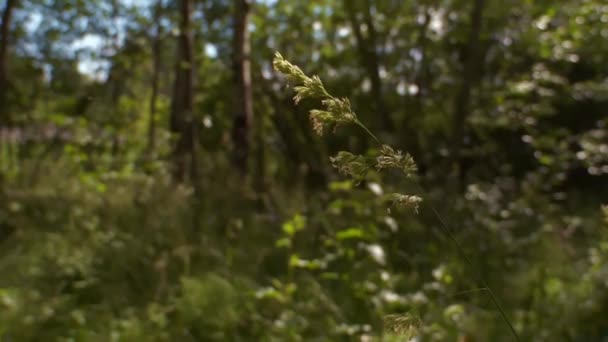 午後の太陽と木の緑豊かな緑の葉の下のビュー 大きな緑の木々と森の中を歩く 夏の背景 — ストック動画