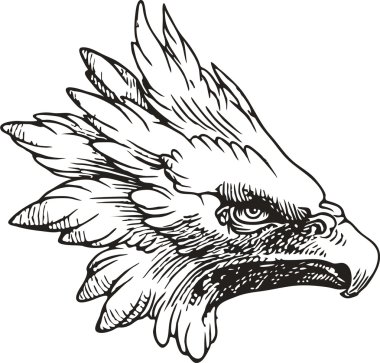 Beyaz baş kartal