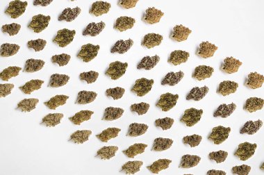 Beyaz arka planda tıbbi esrar, güzel çiçekli marihuana bitkileri, bitki üçgenlerinin ucu. Marihuana çiçeği konsepti